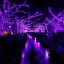 2-Pack 200 LED Solar Fairy Lights Outdoor, Upgraded Oversize Lamp Beads & Super Bright Solar String Lights Outoor, 8 Modes Solar Lights for Garden Patio Decorations(Purple)