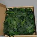 24Pcs Artificial Italian Ruscus Greenery Stems,Silk Greenery Plants Spray Faux Green Leaf Garland Branches Hanging Green Spray Decoration for DIY Wedding Arch, Bouquet,Home Decor