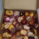 CITYES 60 Pcs Natural Dried Daisy Flowers Heads Bulk Gerbera Daisies Multicolor Real Sunflowers Chrysanthemum Dry Flower Arrangements for Wedding Decor Home Party Decoration Headband DIY Craft