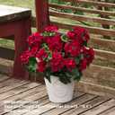 QIANYUN 2Pcs 19'' Realistic Artificial Geranium, Uv Resistant, Wedding Kitchen Garden Table Centerpieces Indoor Outdoor Decor (Red Geranium Flower)