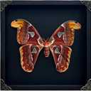 Real Atlas Moth Butterfly Frame Insect Lover Black Frame Shadow Box Taxidermy Specimen Room Decor Wall Hanging Tabletop Home Art K26-35-DE