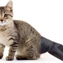 Cat Tail Protector Cover Cats Tails Wounds Heal Prevent Sleeve for Happy Tail Syndrome