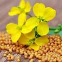 7 x 500+ Seeds Mustard - Vegetable White