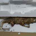 Signature Design by Ashley Lauretman Contemporary Polyresin Alligator Sculpture, Antique Gold, 22.88" W x 10.5" D x 6" H