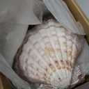 4 Pcs Polished Large Great Scallop Sea Shells 5~6 Inch,Brown Lion's Paw Baking Shells,Ocean Beach Seashells Perfect for Home Decoration, Art Craft, Vase Filler Fish Tank