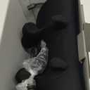 Neck Massager Pillow, Neck and Shoulder Relaxer with Heat, 3 Modes and Strengths, Neck Massager for Pain Relief Deep Tissue, Remote Control, Gift for Women Men Parents Christmas, Black