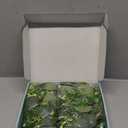 Dolicer 2 Packs 6FT Artificial Eucalyptus Garland, Faux Greenery Garland Fake Vines Hanging Silver Dollar Eucalyptus Leaves for Wedding Backdrop Arch Table Wall Party Home Decor (Grey Green With White Seed)