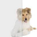 TonGass 10" x 18" Pet Door Flap Large Transparent Dog Door Flap Replacement Designed for Ideal Pet Products Ruff Weather Dog Doors Model DSRWXL for Larger Pets (Up to 90 lbs)