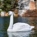 Aquascape Floating Swan Decoy for Koi and Fish Ponds 2 Pcs | 74014