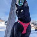 Best Pet Supplies Voyager Step-in Air Harness - All Weather Mesh, Reflective, No Pull Harness for Dogs, Cats - Secure with Hook & Loop Fastener, Buckle, Double D-Rings - Red/Black Trim, XL