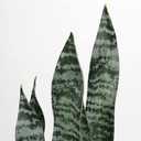 2 Set Large Fake Snake Plant Black Coral 35.8 Inch Sansevieria Plant Artificial Snake Plants in Pots with Woven Basket Faux Mother In Law Tongue Plant - 30 Leaves for Indoor Outdoor Home Office Decor