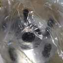 KUSATEC 512401 2pcs Rear Wheel Bearing and Hub Assembly Compatible with Scion FRS, Subaru BRZ, Subaru Forester Legacy Outback WRX, 5 Lug