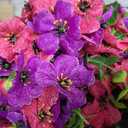 Hotop 2 Pack 22" Artificial Boxwood Ball Topiary Flower Trees with Ground Spike, UV Resistant Weatherproof Faux Floral Shrubs for Outdoor Garden Patio Porch Indoor Home Decor(Purple and Pink)