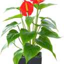 Artificial Flower Calla Lily Faux Small Potted Plant with Black Pot Fake Bonsai Flower for Home, Office, Indoor and Outdoor Occasions Decor (Red Fake Flower)