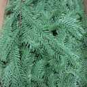 Hananona 4 Pcs 6 Ft Artificial Norfolk Pine Garlands, Real Touch Winter Pine Garland, Green Artificial Greenery Garland for Table, Mantle, Wall, Indoor, Outdoor Christmas Decorations (4, 6 FT)