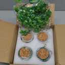 4 Pcs St Patricks Day Mini Jars with Artificial Shamrock MIni Vase Fake Shamrock Clover for St Patricks Day Party Fireplace Table Kitchen Decor 3"L x 2.1"W x 3"H