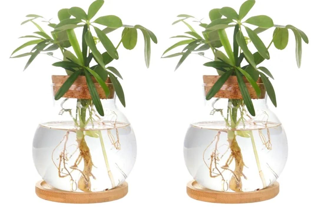 Plant Propagation Station,Hydroponic Glass Container Vase Jars, with Wooden Saucer for Desks, Houses, Garden Decorations, Home Kitchen Decorations and Gifts for Plant Lovers (2)