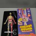 Dan&Darci Human Anatomy Squishy Body Model - Science Kits for Kids Ages 4-8 - STEM Toys for 4 5 6 7 8 Year Old Boy Birthday Gift - Learning Educational Toys for Ages 5-7 Boys Gifts - Skeleton Parts