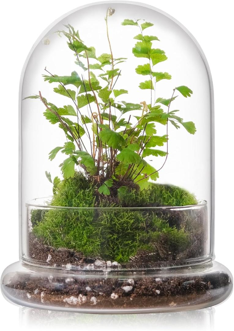 WHJY 6 inches Glass Cloche for Indoor Plants Small Terrarium Glass Cloche with Base Mini Cloche Dome with Base for Display Home Decor