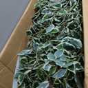 Large Artificial ficus Tree Tall Fake Pencil fig Trees Indoor Outdoor Realistic Floor Plant Faux Plastic Plants Flowers for House Home Living Room Office Front Porch Modern Farmhouse Silk Tree Decor