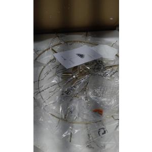 Saint Mossi 22040 Modern Metal Frame Glass Shades 