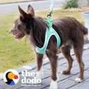 The Dodo Green Dog Harness, Size Small; Easy Step-in Harness for Dogs; Breathable Mesh Fabric; Snap-Together, Pinch Release Buckle, Ring for Leash Attachment; Everyday Pet Apparel