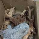 Natural Aquarium Driftwood for Fish Tanks & Reptile Terrariums  Safe Fish Tank Decorations, Unique Twisted Branches 3-Piece 7-11 Inch Low Tannin, Easy to Sink