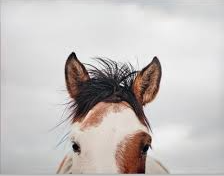 Home It's in the Eyes Printed Canvas