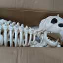 JOYIN Halloween Golden Retriever Skeleton 34 Animal Dog Plastic Skeleton with Movable Posable Joints for Haunted Houses Halloween Decorations, Graveyard Scenes, Outdoor Indoor Garden Party Decor