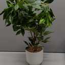 Artificial Potted Plants Indoor, 27" Faux Plants Ficus Leaves Trees with Ceramic Pots, Realistic Fake Plant Indoor Potted for Living Room Office Farmhouse Room Bathroom Bedroom Kitchen Plant Decor