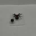 Tipmant RC Spider Remote Control Car Vehicle Animal Scary Prank Toys Electric Electronic Siumlation Fake Kids Birthday Gifts (Black)
