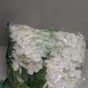 WEISPARK Fake Hanging Flowers - 12 Pieces 3.75 Feet/Piece Artificial Wisteria Vine Ratta Hanging Garland Silk Flowers for Home Party Wedding Decor (White)