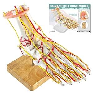 MediTrainer Foot Vascular Arterial Model, Foot Model, Human Size Foot Skeletal Model with Arteries - Detailed Anatomical Structure for Medical Research and Patient Education