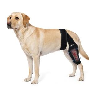 Dog Knee Brace for Back Leg,Dogs Leg Brace Hind & Rear Legs Senior Dog, Small