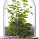 WHJY 6 inches Glass Cloche for Indoor Plants Small Terrarium Glass Cloche with Base Mini Cloche Dome with Base for Display Home Decor