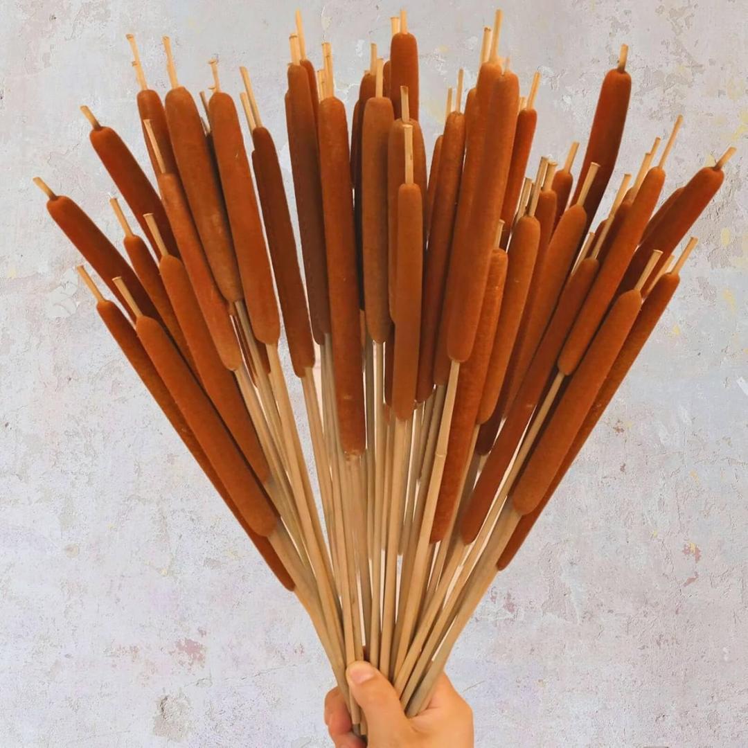 Dried Natural Brown Cattails Flowers - 20PCS Real Broadleaf Pencil Cattail Stems Bundles, 17'' Bulrush Plants Dry Flower for DIY Floral Arrangements, Wedding Home Office Gardens Decor