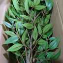Giegxin 6ft Faux Bamboo Tree Nandina, Artificial Floor Plant, Green