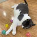 SPOT Lattice Balls Cat Toys - Durable, Fun Balls with Bells Perfect for Swatting and Batting, Colorful Toys to Entertain Indoor Cats and Kittens, - 1.5 inch, 4 pcs