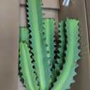 Artificial Cactus Plants, 3ft Tall UV-Resistant Fake Desert Cacti Plant in Brown Pot, Faux Floor Plants for Home Office Hotel Patio Balcony or Garden Indoor Outdoor Decor
