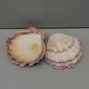 2 PCS Large Great Orange Lions Paw Scallop 5-6" Shells for Baking Smudging Craft Beach Decor. Ocean Beach Seashells Perfect for Home Decoration, Art Craft, Vase Filler Fish Tank