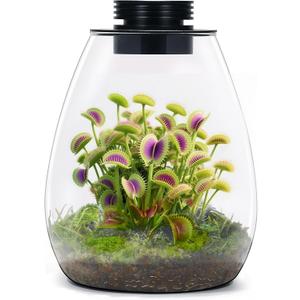 Desktop Glass Terrarium with Grow Light (H:7.8" D:6.7"), for Succulent, Moss, Miniature Gardening Landscape, Betta Fish Tank, Indoor Plant Growth, Office Home Decoration, Plant Lovers Gifts