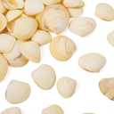 Craftdady 200pcs Small Seashells Natural Shell for Vase Filler Scallop Shells for Beach Theme Party 23x27 mm for Fish Tanks DIY Craft Home Decor (Blanched Almond)