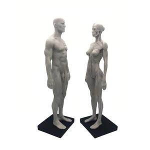 11 inch Human Anatomical Model Art Anatomical Figure WhiteFemale + Male