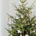 50pcs Khaki Velvet Bows for Christmas Tree - 5x7 Inch Pre-Tied Holiday Bows for Tree,Wreath,Gift Wrapping & Decor (3/8"Width)