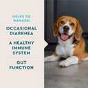 VetIQ Probiotic Powder for Dogs, Treats Diarrhea, Digestive Issues, Food Sensitivity, Chicken Flavored, Single-Serve Packets, 30 Count