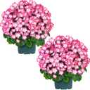 QIANYUN Artificial Topiary for Outdoors- 20 Potted Plant Fake Geraniums Bush-UV Resistant Artificial Outdoor Plant for Front Porch, Garden, Yard, Patio Decor (Pink-White)