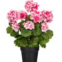 Briful Artificial Geranium Potted Plant 16 Tall, Realistic Silk Flowers with Vibrant Green Leaves, White Geraniums Fake Flowers for Outdoors Home Dcor, Wedding Farmhouse Office Tables Decor, Pink