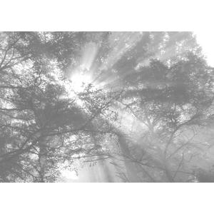 JP London MDXL5003PS Forest Rays Muted Silhouette Sky Reachers Full Wall Removable Mural, 12' x 8.5'