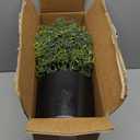 2 Sets Artificial Rosemary Topiary Ball Trees for Front Door - UV Resistant Faux Outdoor Rosemary Bushes, Fake Spring/Summer Greenery Potted Plants for Farmhouse Garden Porch Outside Decor