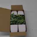 Der Rose 4 Pack Fake Plants Mini Artificial Greenery Potted Plants for Home Decor Indoor Office Table Room Farmhouse Bathroom Decor (Grey)